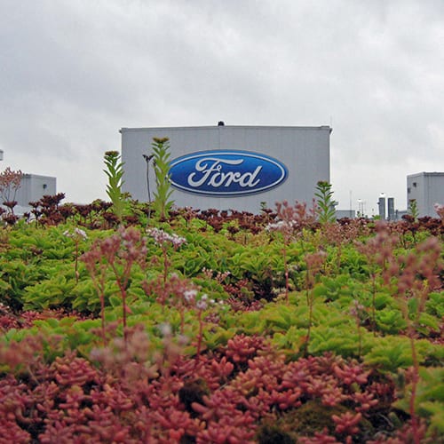 Ford plant living roof growing strong 10 years later William McDonough